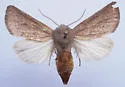 Meropleon linae - Hodges#9425.2 - photo 3
