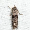 Meroptera abditiva - Hodges#5788