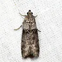 Meroptera abditiva - Hodges#5788 - photo 2