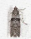 Meroptera abditiva - Hodges#5788 - photo 3