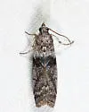 Meroptera abditiva - Hodges#5788 - photo 4