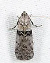 Meroptera abditiva - Hodges#5788 - photo 5
