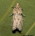 Meroptera anaimella - Hodges#5785.1