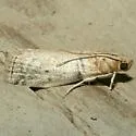 Meroptera anaimella - Hodges#5785.1 - photo 2