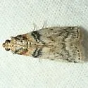 Meroptera anaimella - Hodges#5785.1 - photo 3