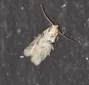 Meroptera anaimella - Hodges#5785.1 - photo 5