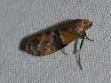 Poplar Bud Borer Moth - Hodges#5786