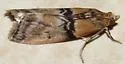 Poplar Bud Borer Moth - Hodges#5786 - photo 2