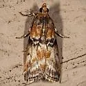 Poplar Bud Borer Moth - Hodges#5786 - photo 3