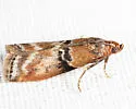 Poplar Bud Borer Moth - Hodges#5786 - photo 4