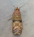 Poplar Bud Borer Moth - Hodges#5786 - photo 5