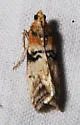 Meroptera mirandella - Hodges#5785