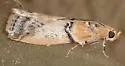 Meroptera mirandella - Hodges#5785 - photo 3
