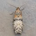 Meroptera mirandella - Hodges#5785 - photo 4