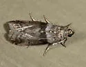Meroptera pravella - Hodges#5787 - photo 4