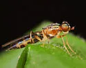 Merosargus caeruleifrons
