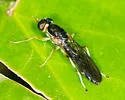 Merosargus caeruleifrons - photo 4