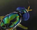Merosargus caeruleifrons - photo 5