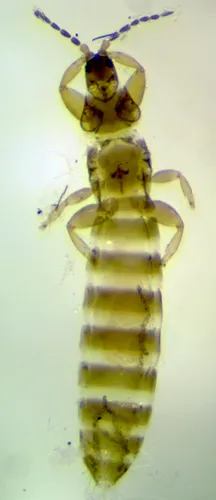 Merothrips floridensis - photo 3