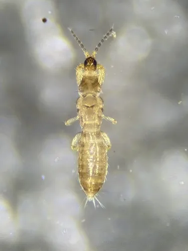Merothrips morgani