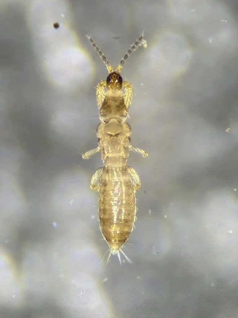 Merothrips morgani - photo 2
