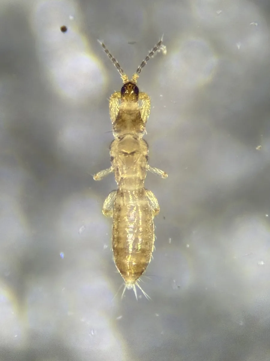 Merothrips morgani - photo 3
