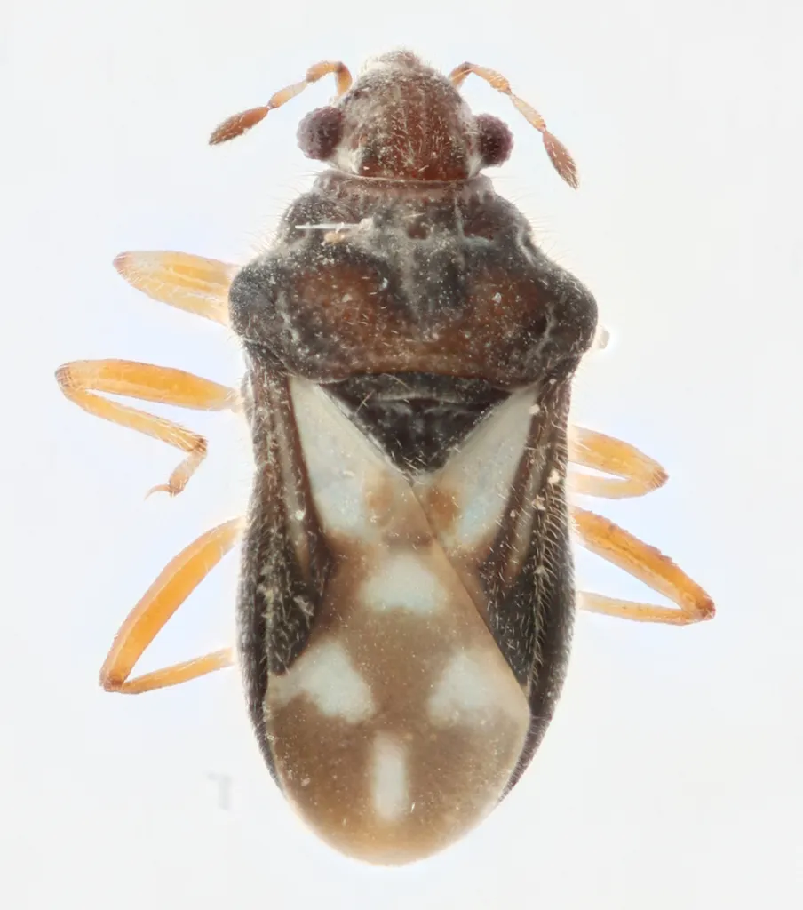 Merragata hebroides