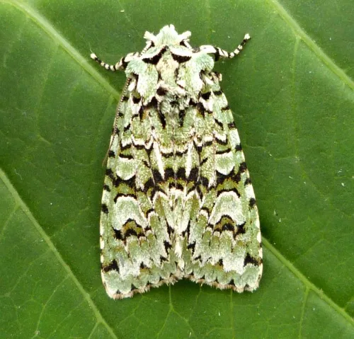 Merveille du Jour - Griposia aprilina