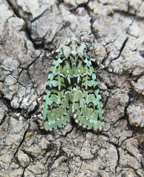 Merveille du Jour - photo 2