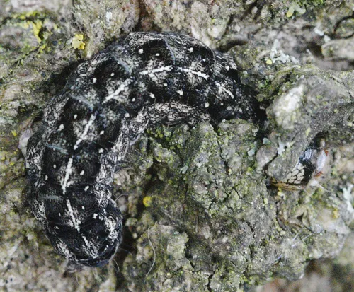 Merveille du Jour - photo 3
