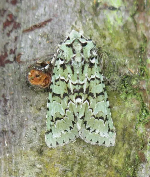 Merveille du Jour - photo 4