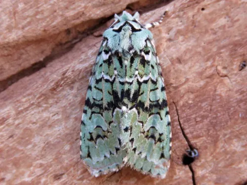 Merveille du Jour - photo 5