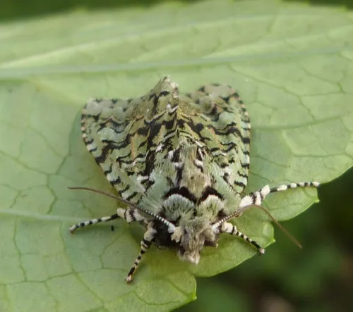 Merveille du Jour - photo 6