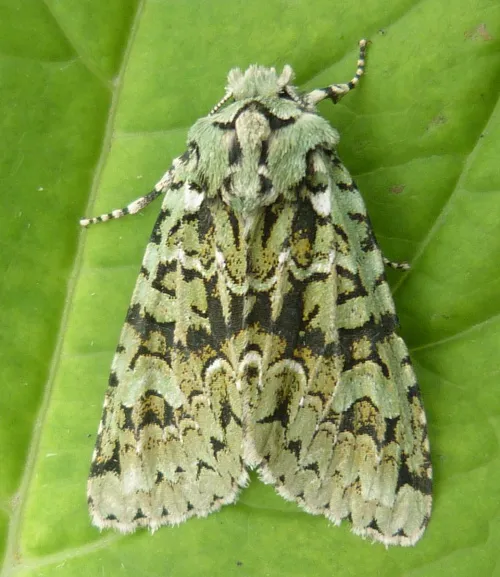 Merveille du Jour - photo 7