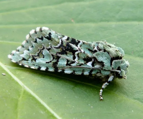 Merveille du Jour - photo 8