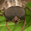 Merycomyia whitneyi