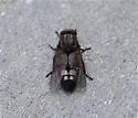 Merycomyia whitneyi - photo 2
