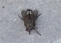 Merycomyia whitneyi - photo 3