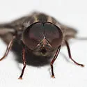 Merycomyia whitneyi - photo 4