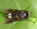 Merycomyia whitneyi - photo 5