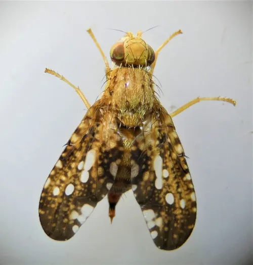 Merzomyia westermanni