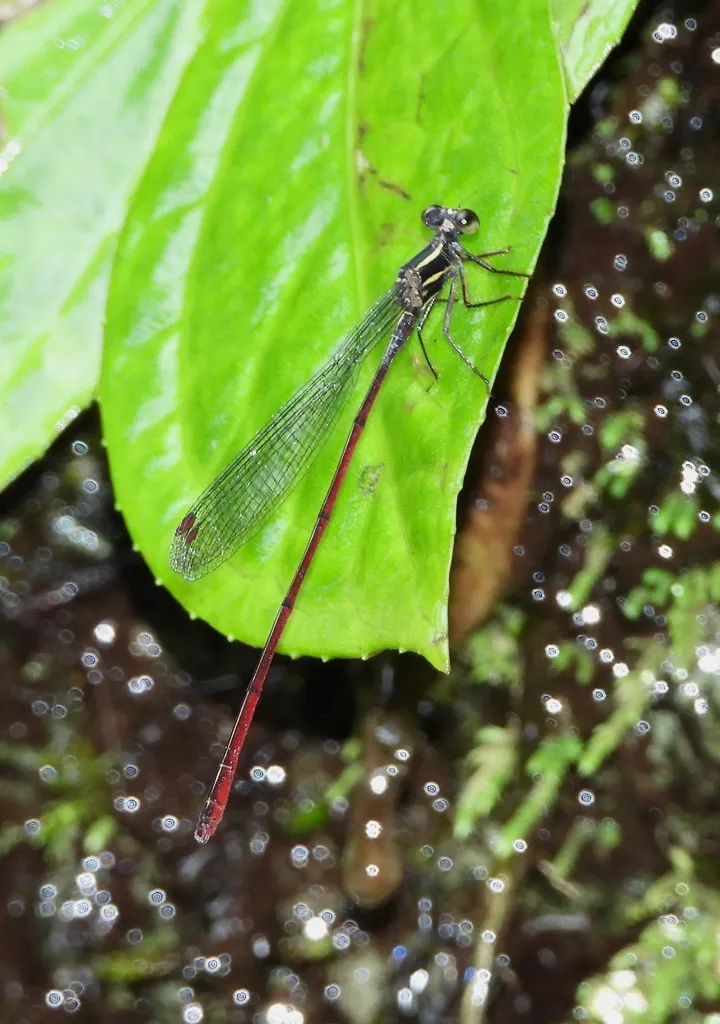 Mesagrionidae - photo 2