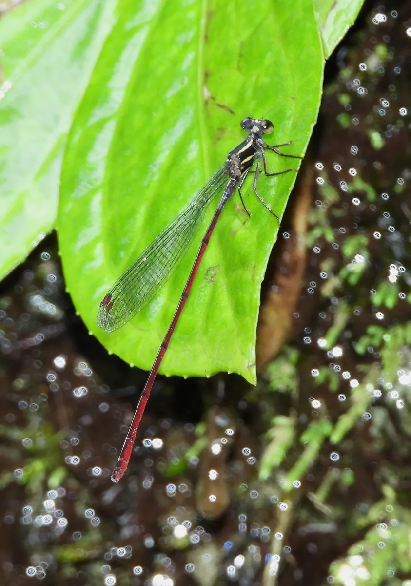 Mesagrionidae - photo 3