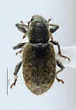 Mesagroicus elongellus