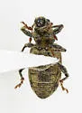 Mesagroicus elongellus - photo 2