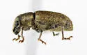 Mesagroicus elongellus - photo 3
