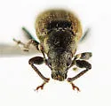 Mesagroicus elongellus - photo 4