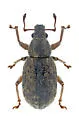 Mesagroicus minor