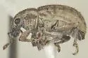 Mesagroicus oblongus - Mesagroicus oblongus