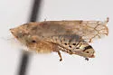 Mesamia diana
